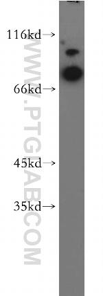 MAGED1 Antibody in Western Blot (WB)