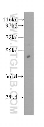 ORC5L Antibody in Western Blot (WB)