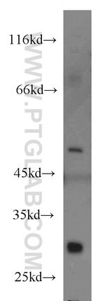 TRAF1 Antibody in Western Blot (WB)