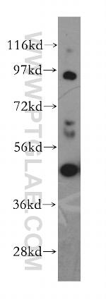 TRAF1 Antibody in Western Blot (WB)