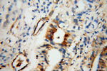 DBC1 Antibody in Immunohistochemistry (Paraffin) (IHC (P))
