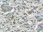Antizyme inhibitor 1 Antibody in Immunohistochemistry (Paraffin) (IHC (P))