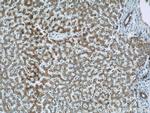 Antizyme inhibitor 1 Antibody in Immunohistochemistry (Paraffin) (IHC (P))