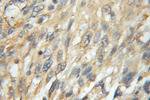 Antizyme inhibitor 1 Antibody in Immunohistochemistry (Paraffin) (IHC (P))