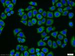 CAMKK2 Antibody in Immunocytochemistry (ICC/IF)
