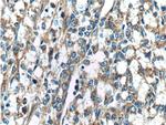 CAMKK2 Antibody in Immunohistochemistry (Paraffin) (IHC (P))