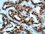 PYGO2 Antibody in Immunohistochemistry (Paraffin) (IHC (P))