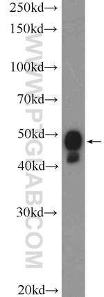 PYGO2 Antibody in Western Blot (WB)