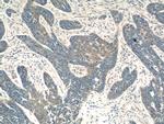 FBXL18 Antibody in Immunohistochemistry (Paraffin) (IHC (P))