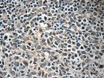 FBXL18 Antibody in Immunohistochemistry (Paraffin) (IHC (P))
