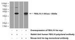 FBXL18 Antibody in Western Blot (WB)