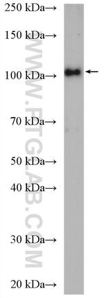 WFS1 Antibody in Western Blot (WB)