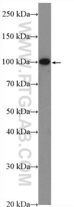 WFS1 Antibody in Western Blot (WB)