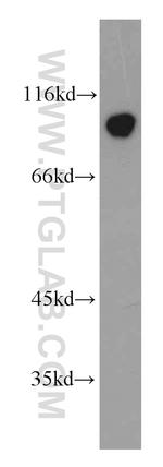 WFS1 Antibody in Western Blot (WB)