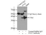 ING2 Antibody in Immunoprecipitation (IP)
