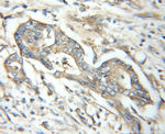 DGAT1 Antibody in Immunohistochemistry (Paraffin) (IHC (P))
