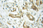 RASEF Antibody in Immunohistochemistry (Paraffin) (IHC (P))