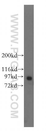 RASEF Antibody in Western Blot (WB)