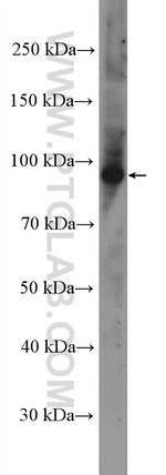 RASEF Antibody in Western Blot (WB)
