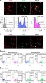 Ki-67 Antibody in Flow Cytometry (Flow)