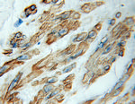 kazrin Antibody in Immunohistochemistry (Paraffin) (IHC (P))