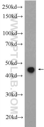 kazrin Antibody in Western Blot (WB)