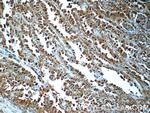 PSMA6 Antibody in Immunohistochemistry (Paraffin) (IHC (P))