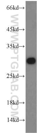 PSMA6 Antibody in Western Blot (WB)