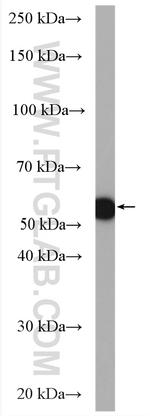 MPP6 Antibody in Western Blot (WB)