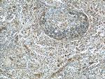 PLSCR1 Antibody in Immunohistochemistry (Paraffin) (IHC (P))