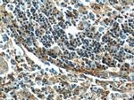 PLSCR1 Antibody in Immunohistochemistry (Paraffin) (IHC (P))