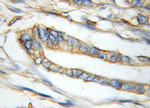 PLSCR1 Antibody in Immunohistochemistry (Paraffin) (IHC (P))