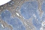 PLSCR1 Antibody in Immunohistochemistry (Paraffin) (IHC (P))