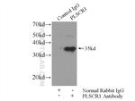 PLSCR1 Antibody in Immunoprecipitation (IP)