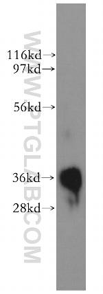 PLSCR1 Antibody in Western Blot (WB)