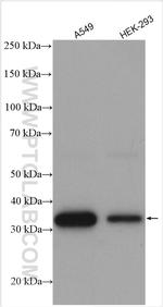 PLSCR1 Antibody in Western Blot (WB)