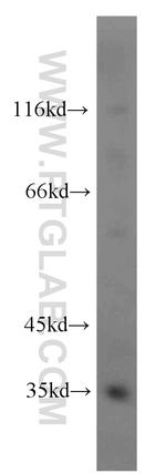 PLSCR1 Antibody in Western Blot (WB)