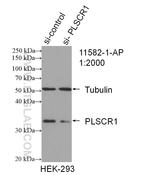 PLSCR1 Antibody in Western Blot (WB)