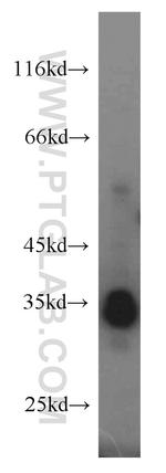 PLSCR1 Antibody in Western Blot (WB)