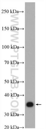 PLSCR1 Antibody in Western Blot (WB)