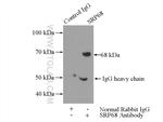 SRP68 Antibody in Immunoprecipitation (IP)