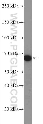 SRP68 Antibody in Western Blot (WB)