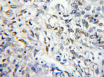RABL2B Antibody in Immunohistochemistry (Paraffin) (IHC (P))