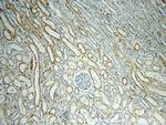NUAK2 Antibody in Immunohistochemistry (Paraffin) (IHC (P))