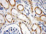 NUAK2 Antibody in Immunohistochemistry (Paraffin) (IHC (P))