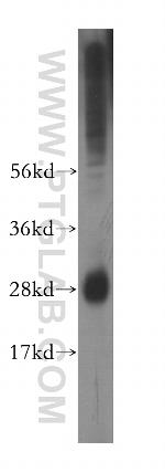 IFI30 Antibody in Western Blot (WB)