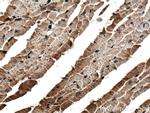 ATPAF2 Antibody in Immunohistochemistry (Paraffin) (IHC (P))