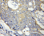 ATPAF2 Antibody in Immunohistochemistry (Paraffin) (IHC (P))