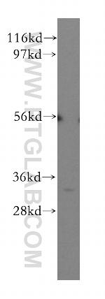 ATPAF2 Antibody in Western Blot (WB)
