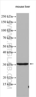 SURF4 Antibody in Western Blot (WB)